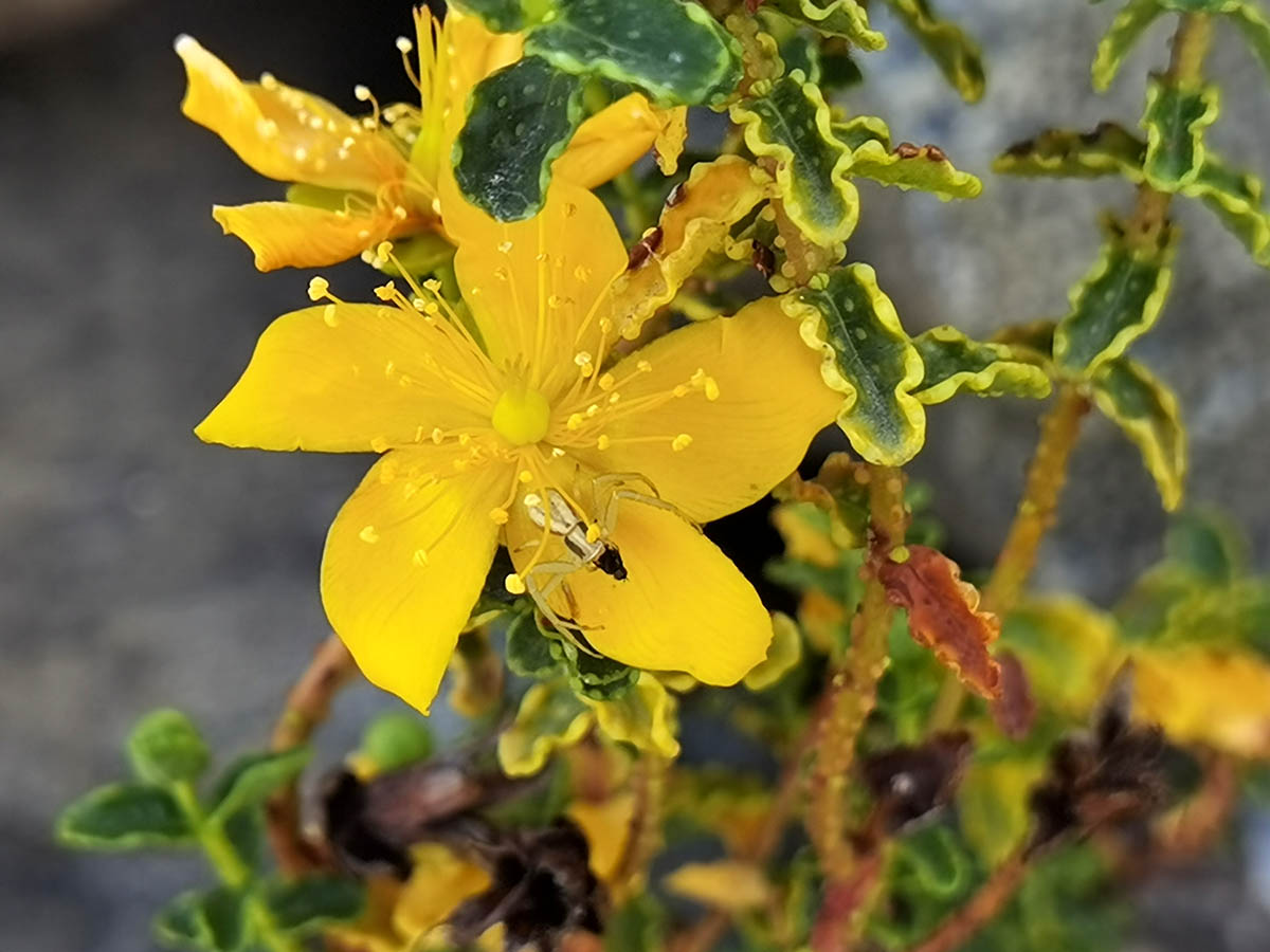 Hypericum balearicum